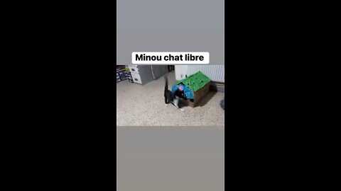 Une petite bagarre entre minou chat libre et mimi