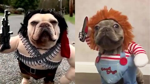 Cute Funny and Smart Pets Compilation - Pets House Video 2021