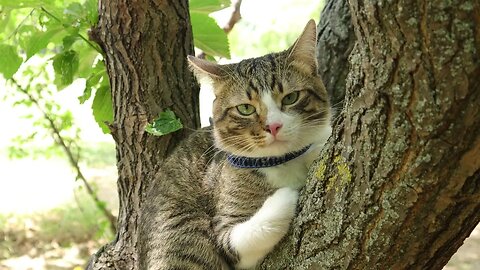 Bless You, Human!