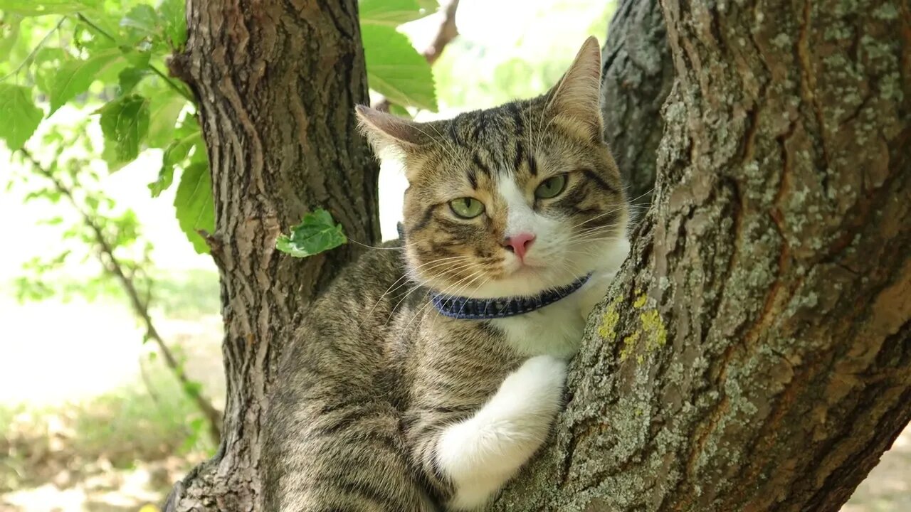 Bless You, Human!