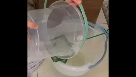 Jeito Fácil de Pegar Cardume de Neon do Balde Para o Aquário