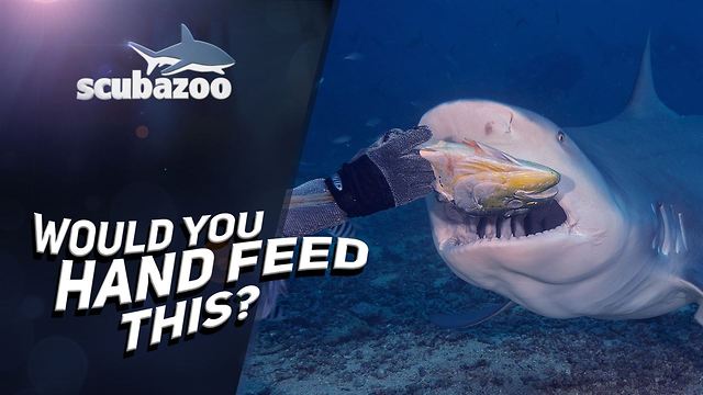 Handfeeding a bull shark is just as nuts as it sounds