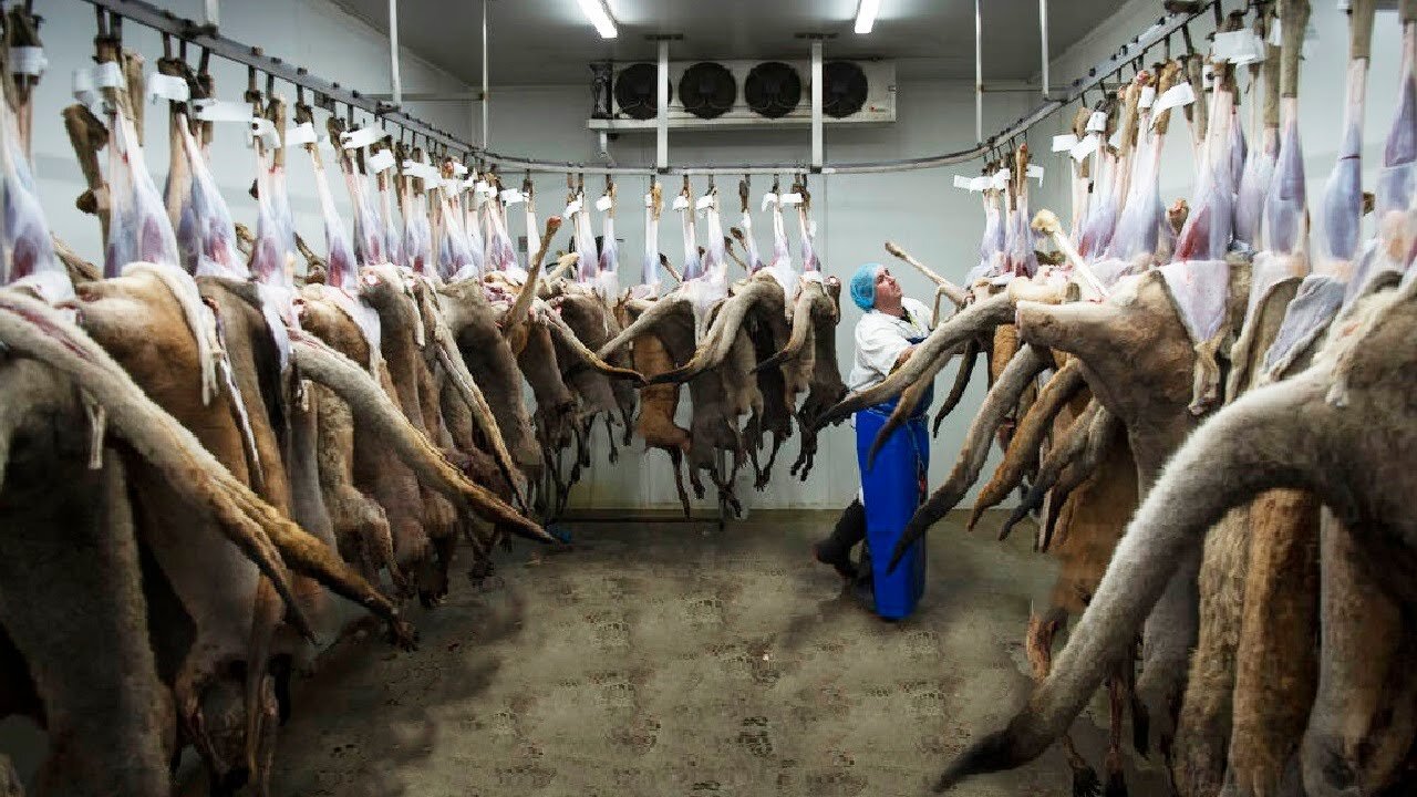 Millions Kangaroo Harvesting in Australia 🦘- Kangaroo Meat Processing in Factory - Kangaroo Industry