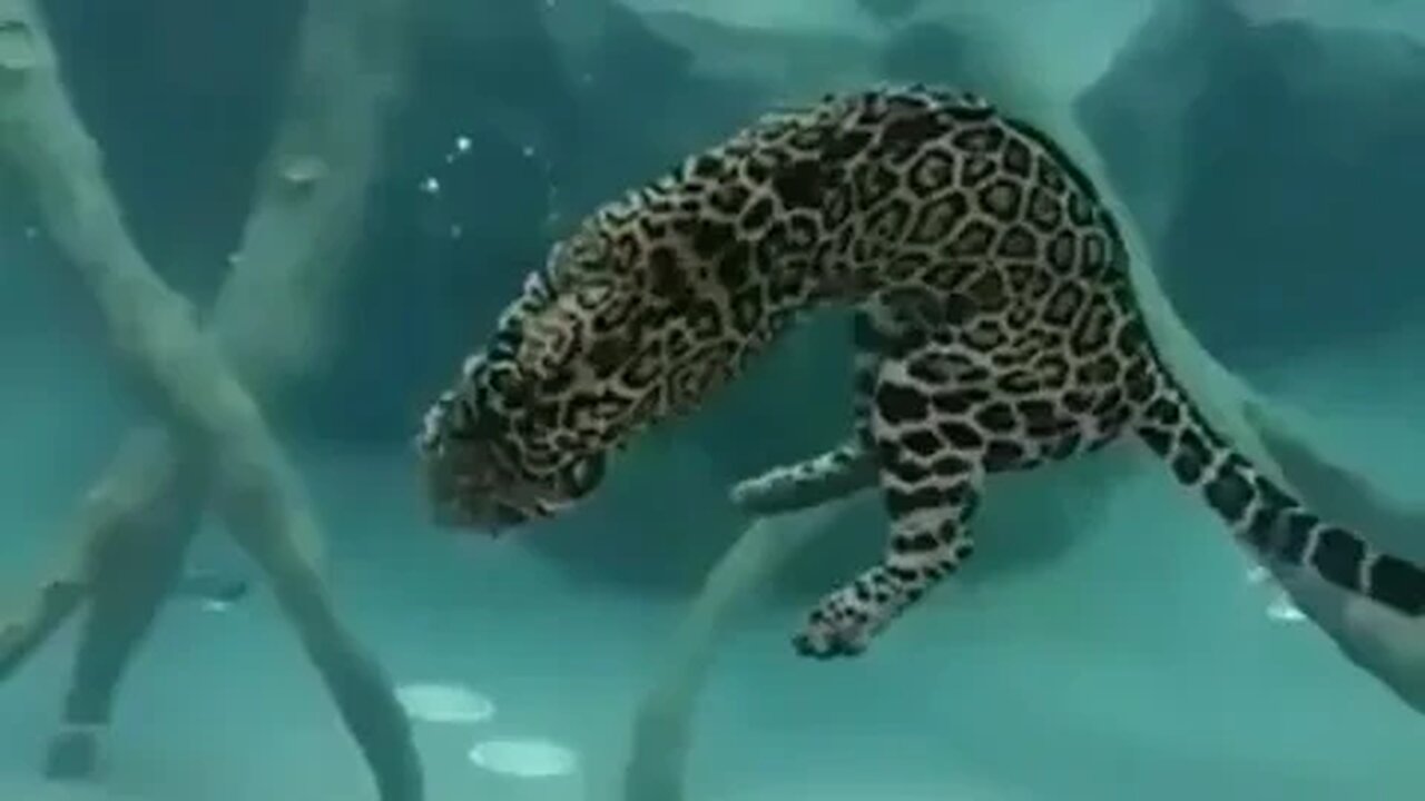 Underwater leopard