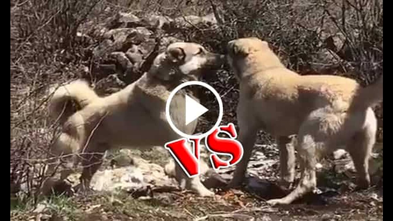 Kangal Shepherd Dogs Vs