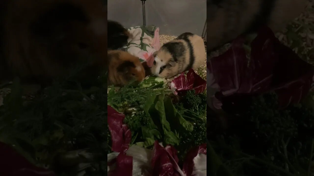 Guinea pig midnight feast