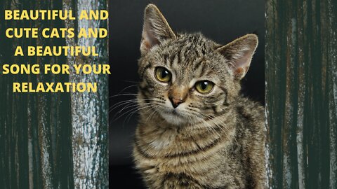 Cute and cute cats and a beautiful song for your relaxation