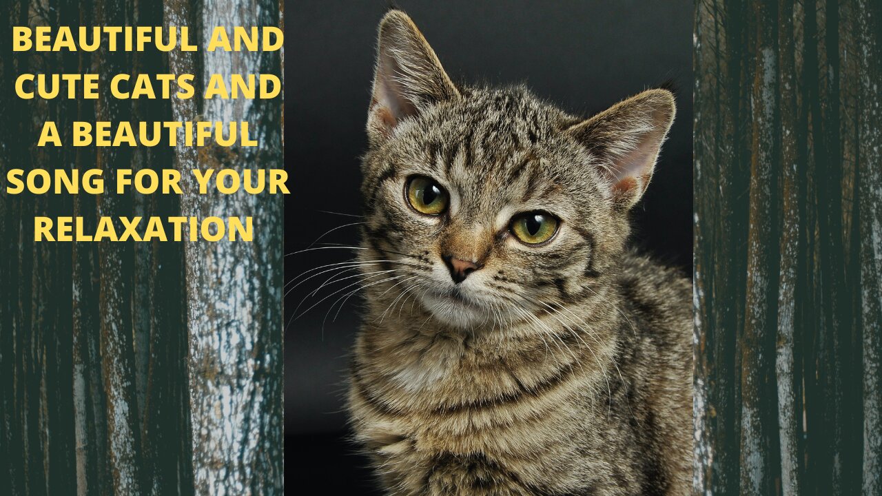 Cute and cute cats and a beautiful song for your relaxation