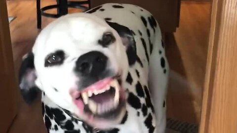 Dalmatian hilariously smiles for the camera