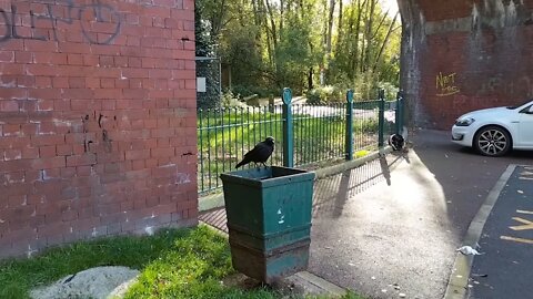 A raven in Clayton Vale, Manchester
