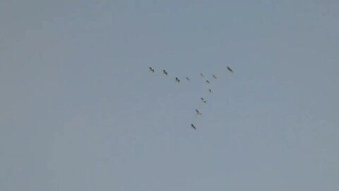 Flying 'V' 9-15-23