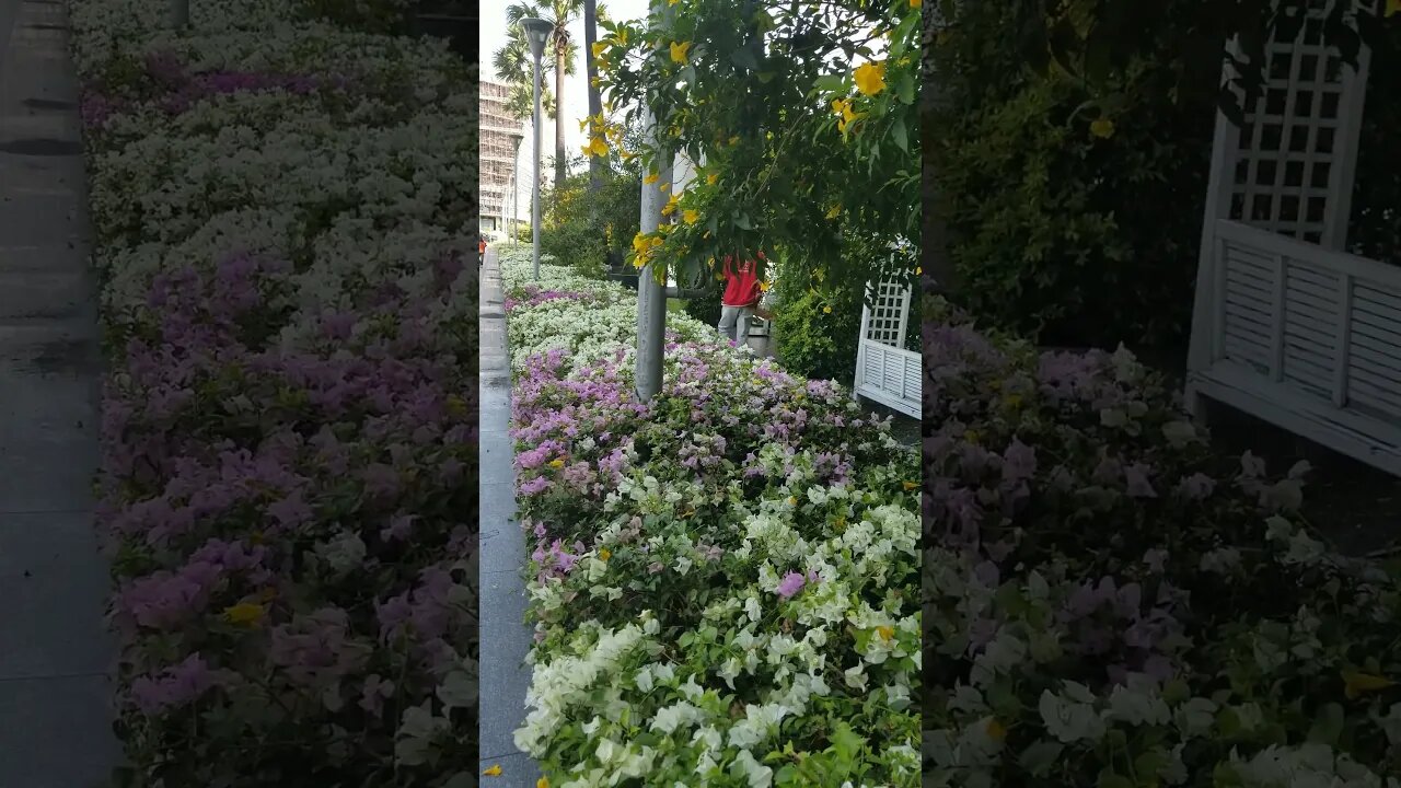 White Bougainvillea hedge BKK