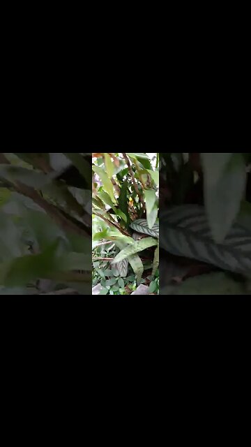 #dogshow , #animals , #dogs , #shorts