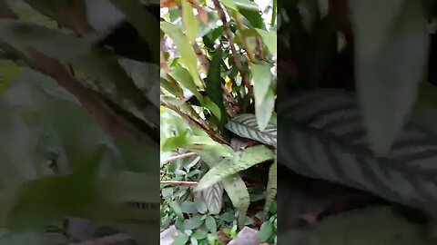 #dogshow , #animals , #dogs , #shorts