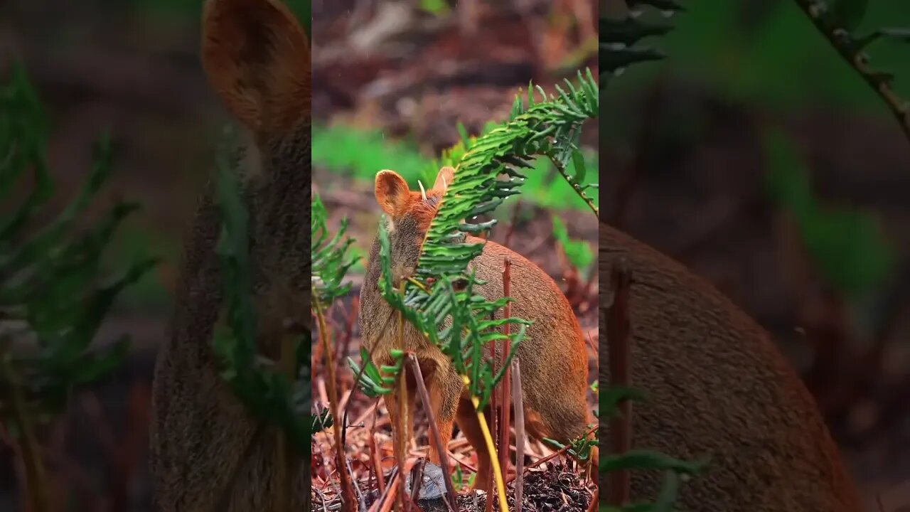 This is pudu, the smallest species of deer in the world 😍🦌