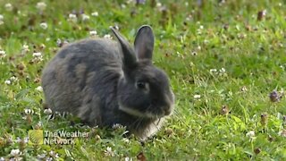 Bunny munching in a flower patch