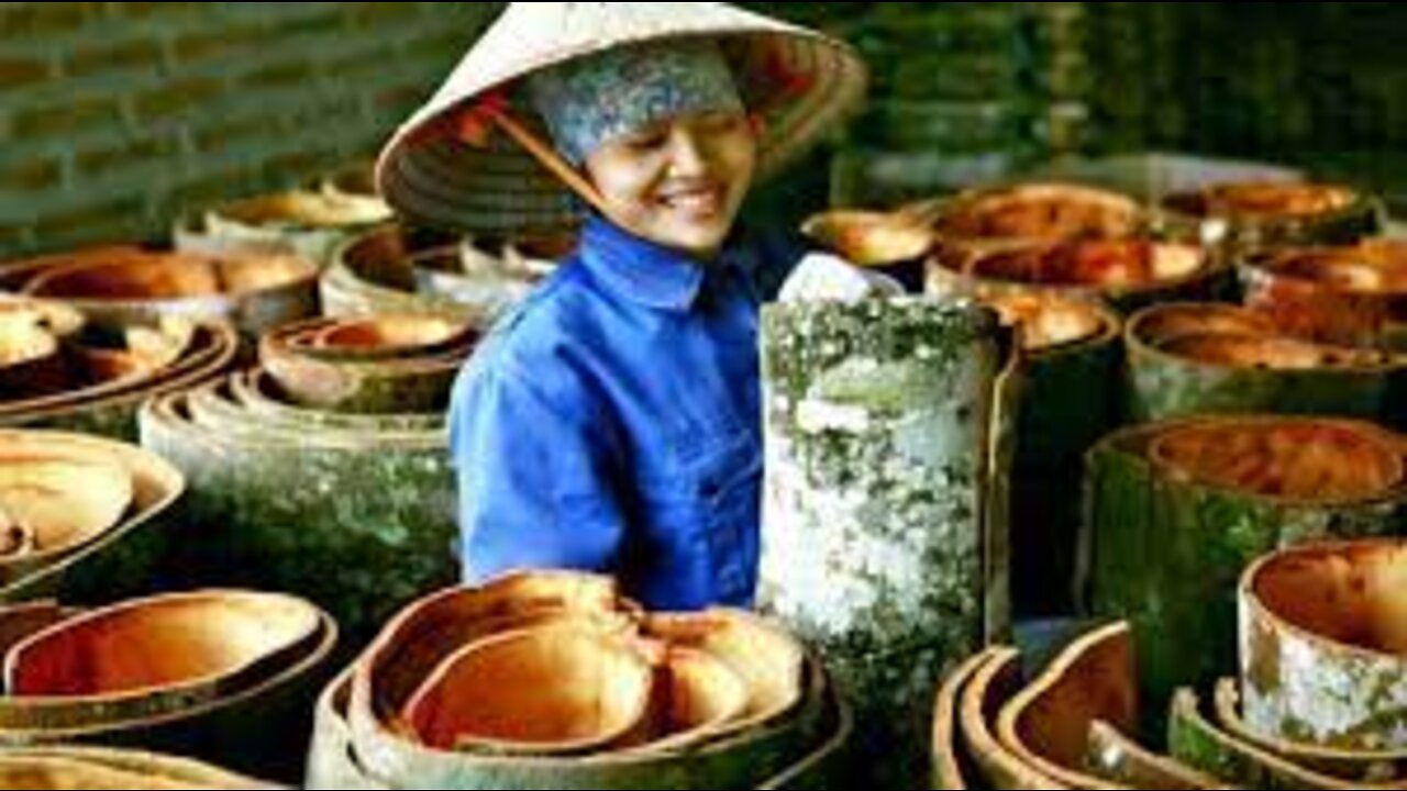 World's Most expensive bark - Cinnamon harvesting and processing - Cinnamon tree cultivation