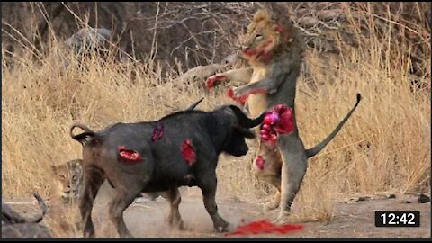 Lion Vs Buffalo - Battle 😱😱