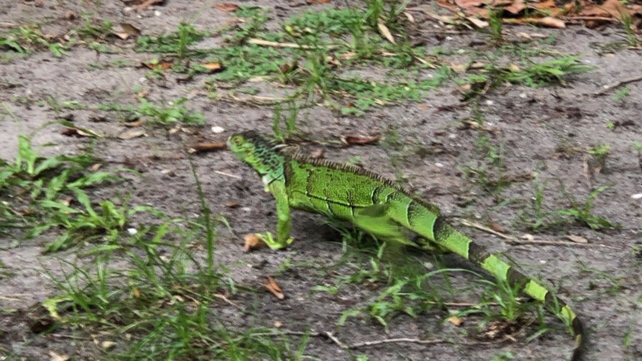 Iguanas prefer cabbage over zucchini