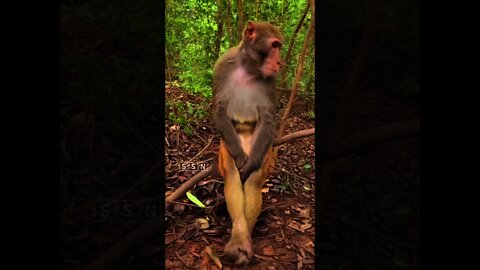 monkey