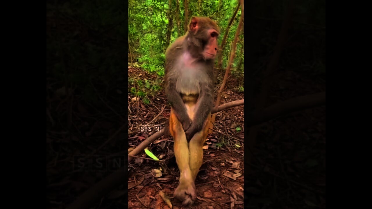 monkey