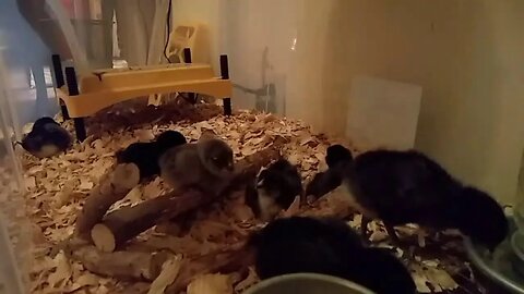 Live 7 Day old chicks, restart