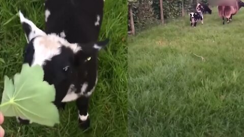 A baby cow eats tree leaf from the hand of its owner