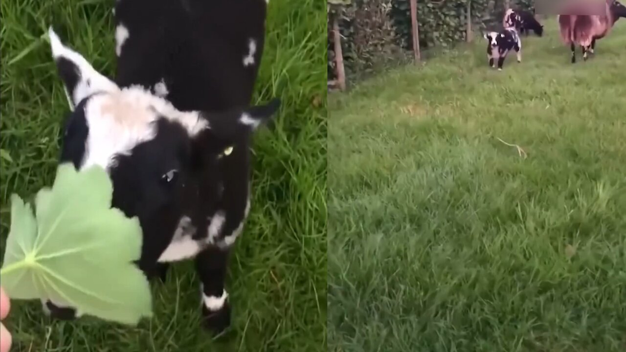 A baby cow eats tree leaf from the hand of its owner