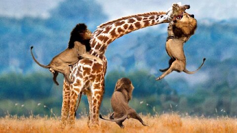 Wild Animals Fighting | Lion vs Giraffe Video African Animals - Lion hunting fail