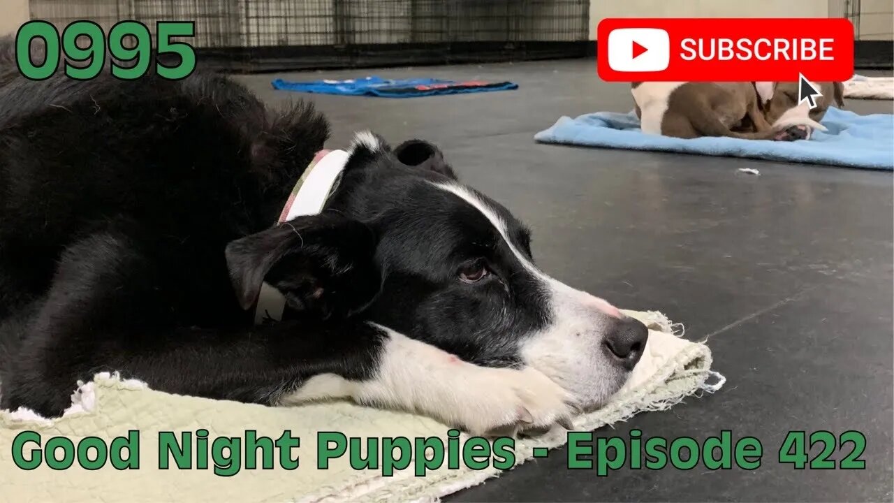 [0995] GOOD NIGHT PUPPIES - EPISODE 422 [#dogs #doggos #doggos #puppies #dogdaycare]