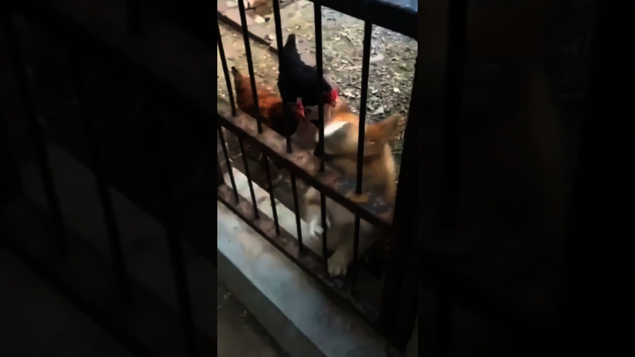 Internet vs. reality 🐶😂😂