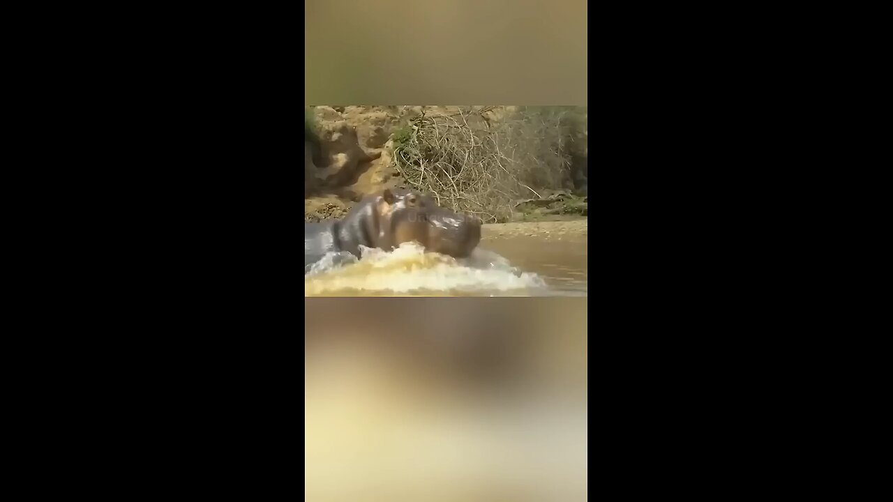 crocodile vs hippo fight