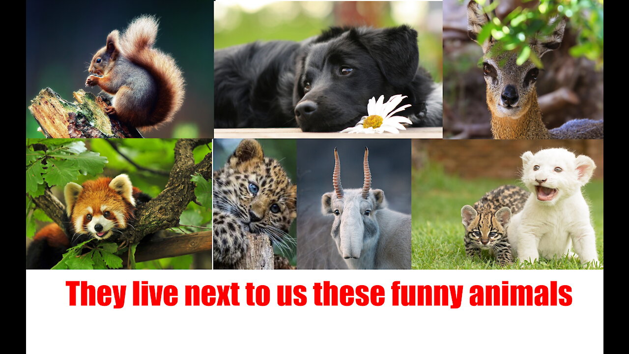 they live next to us these funny animals