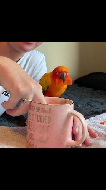Parrot dunks his "cookie" into owner's almond milk