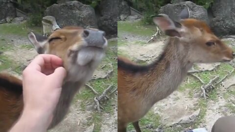Scritches for a friendly deer.
