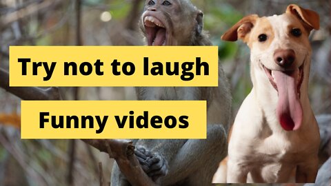 Funny videos