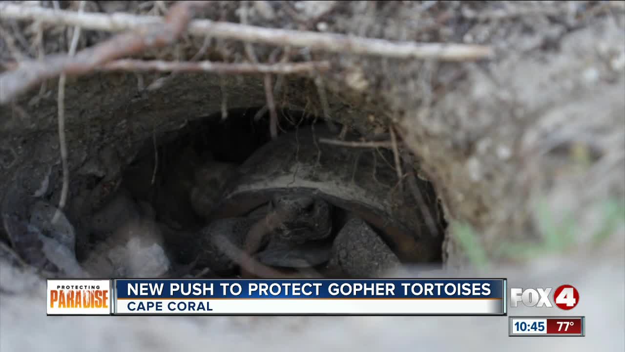 Environmental group pushes to protect gopher tortoises