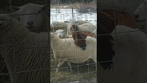 Sheep and Chicken Finding Common Ground