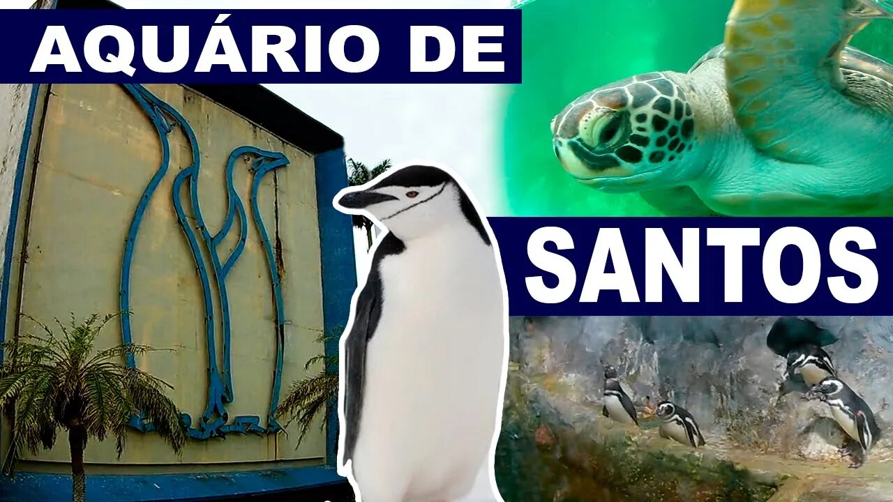 Passeio no Aquário de Santos - Tubarão, Raias e até Pinguins | Shadowzeiros do Brasil 🇧🇷