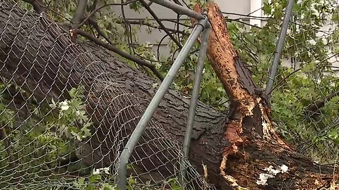 Woman trapped inside home after rotted tree at Detroit Land Bank home next door falls