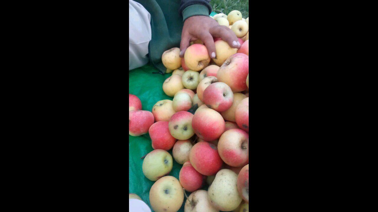 kashmiri Apple