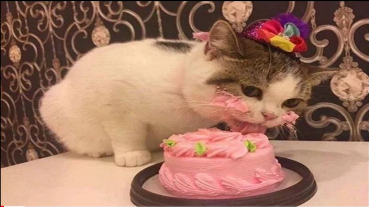 Cats Birthday Party Compilation πΊππ