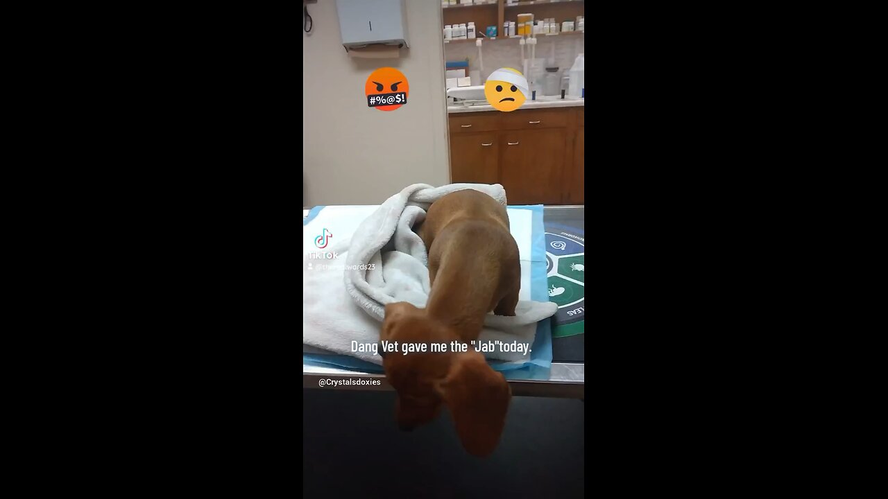 even doxies know shots are bad.