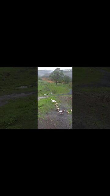 Geese take goslings free ranging