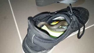 Snake found in shoe in Australia