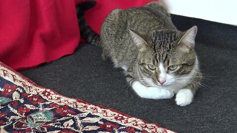 Sleepy cat Is Sitting on the Floor