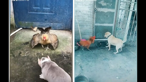 dog vs chicken 02