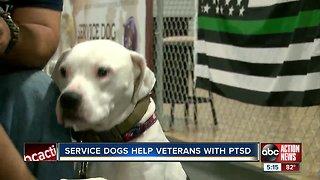 'K9 Partners for Patriots' pairs hundreds of veterans with service dogs; saving two lives at once