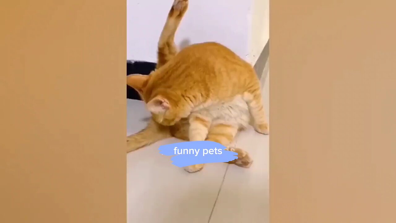 funny pets🤣🤣🤣