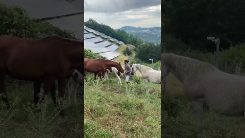 Feeding my Horses Carrots